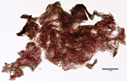 Lissodendoryx (Anomodoryx) sigmata