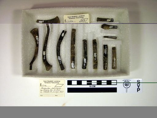 Deinonychus antirrhopus