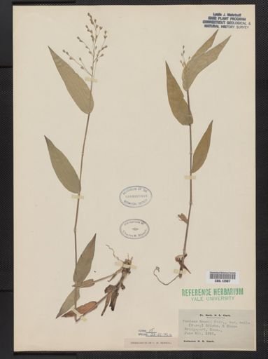 Panicum boscii