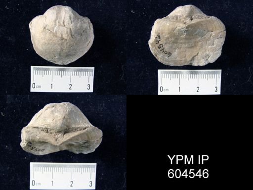 Orthotetina sp.
