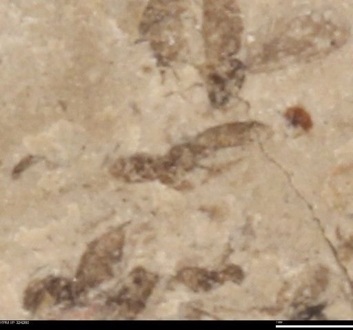 undet. Insecta