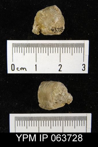 Wilsonella saffordi