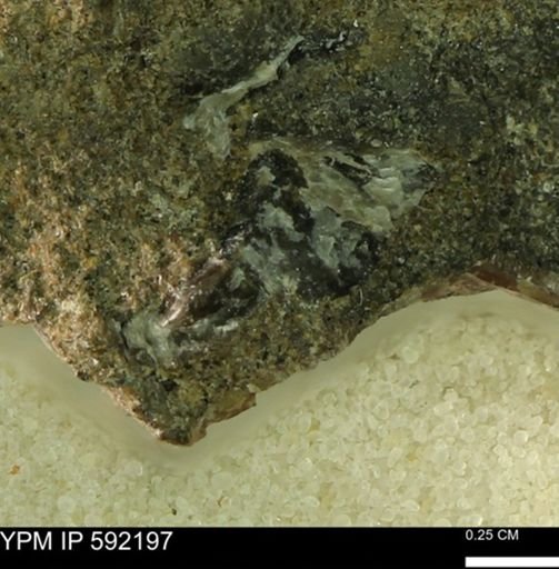 Ostrea translucida?