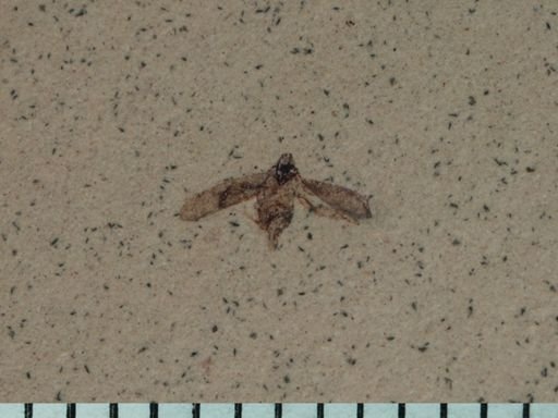 undet. Auchenorrhyncha
