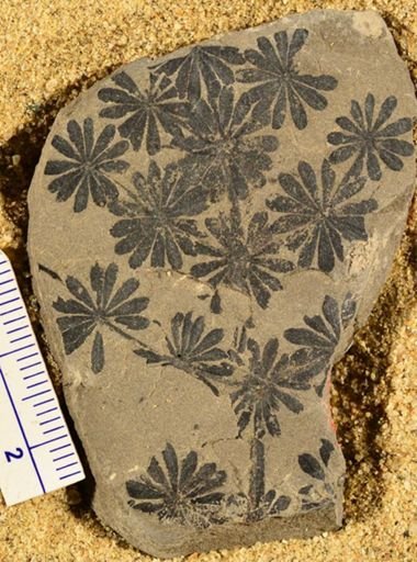 Annularia sp.