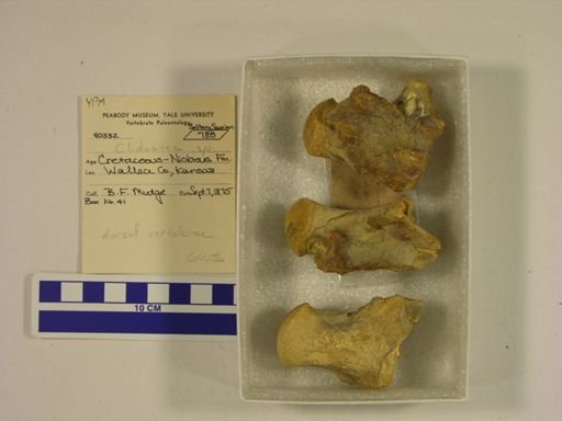 Clidastes sp.