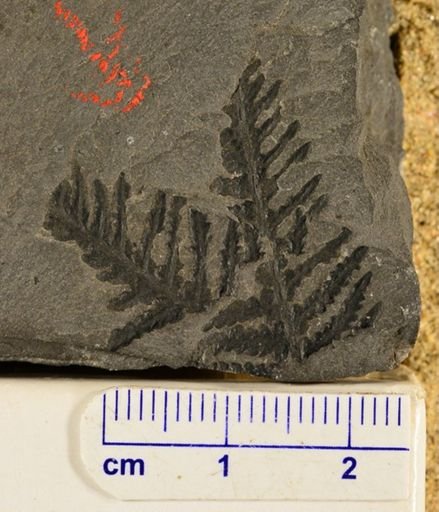 Pecopteris biotii