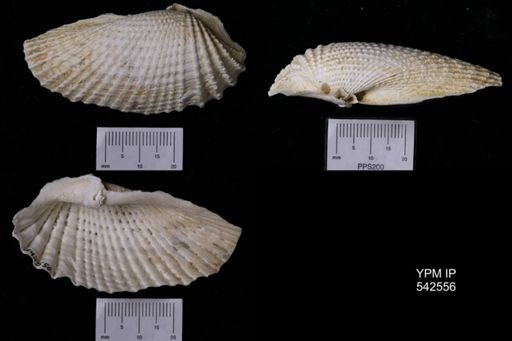 Cyrtopleura (Scobinopholas) sp.