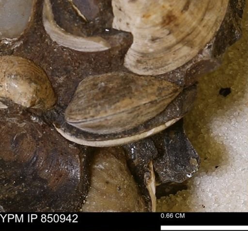 Limopsis striatopunctatus