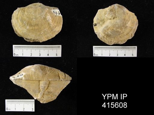 Derbyia sp.