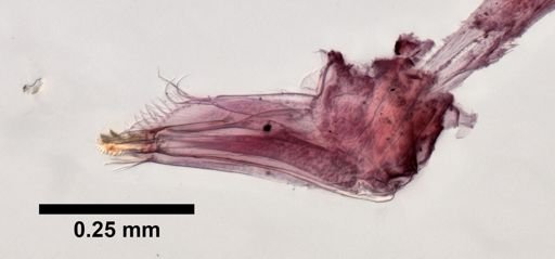 Hyalidae