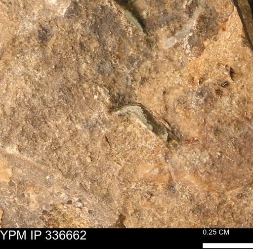 undet. Mollusca