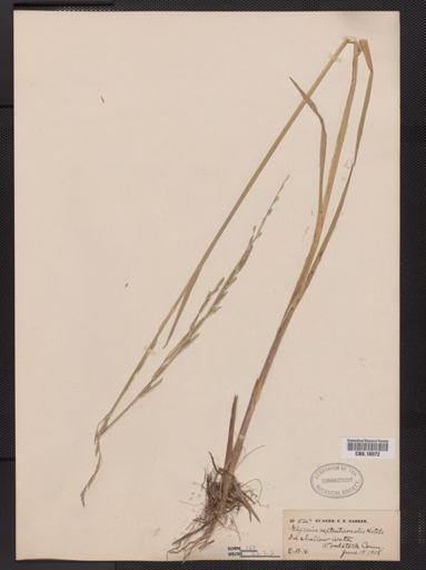 Glyceria septentrionalis