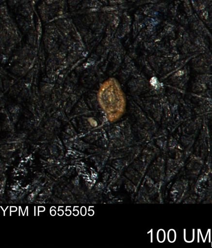 Spirolocammina planula