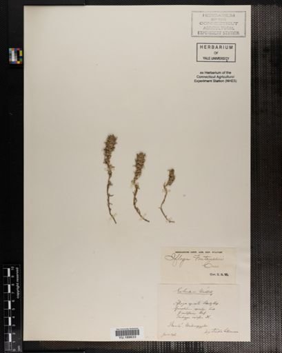Plantae