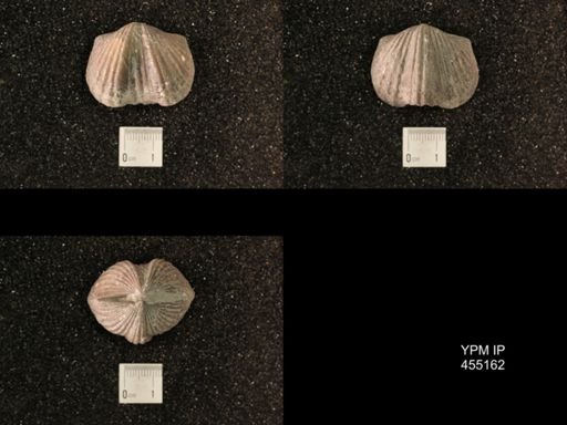 Platystrophia ponderosa