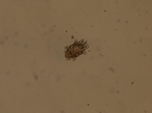 Halacarus actenos actenos