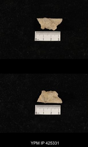 Dyoros sp.