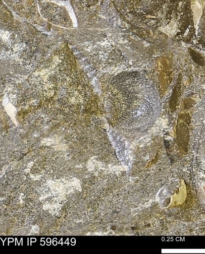 Limopsis striatopunctatus