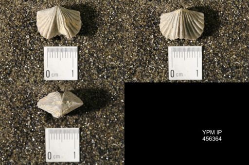 Platystrophia biforata