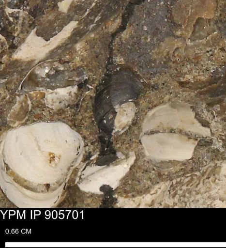 Corbulamella sp.
