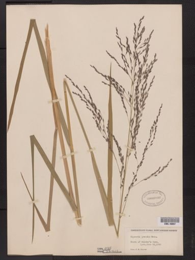 Glyceria grandis