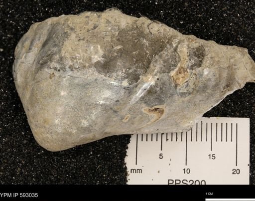 Inoceramus cuneatus