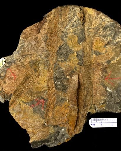 Colpodexylon deatsii
