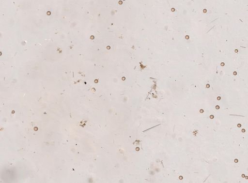 Geodia sp.