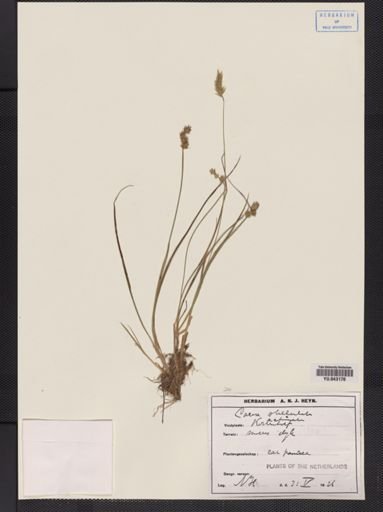 Carex stellulata