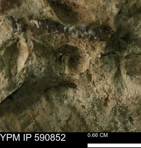 undet. Bivalvia