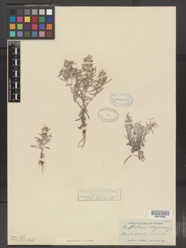Gnaphalium uliginosum