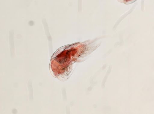 Temora turbinata