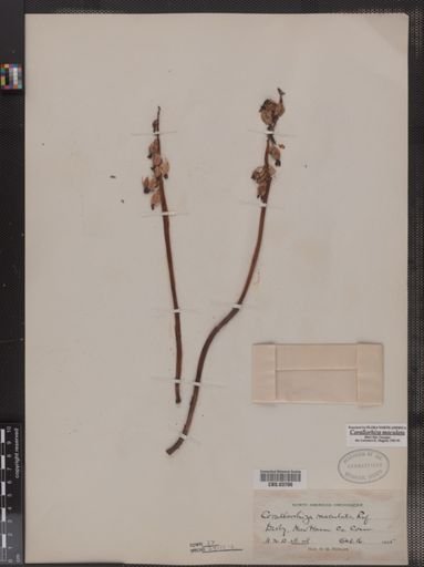 Corallorhiza maculata