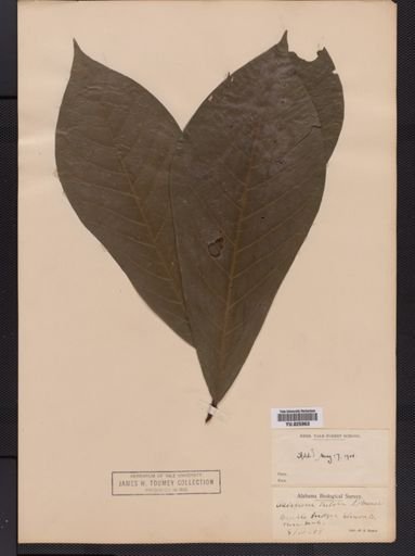 Asimina triloba