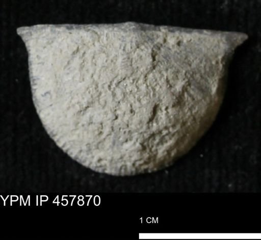 Strophodonta sp.