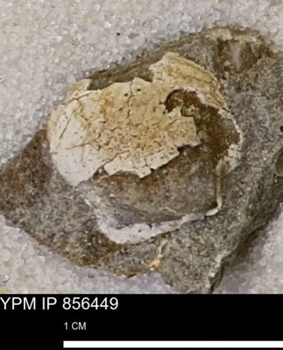 Limopsis striatopunctatus