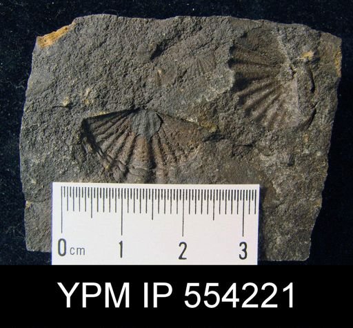 Antispirifer sp.