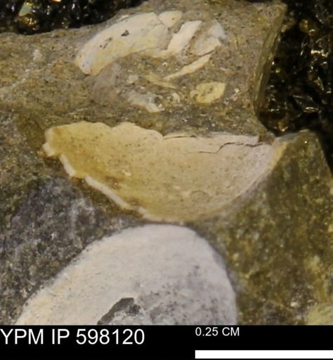 Limopsis striatopunctatus