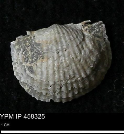 Chonetes mucronatus
