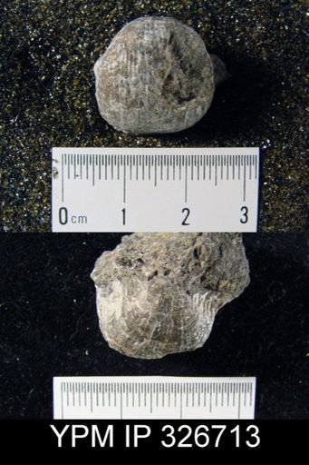 Antiquatonia gallatinensis