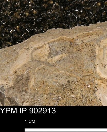undet. Mollusca