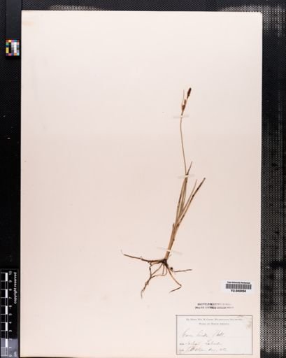 Carex livida