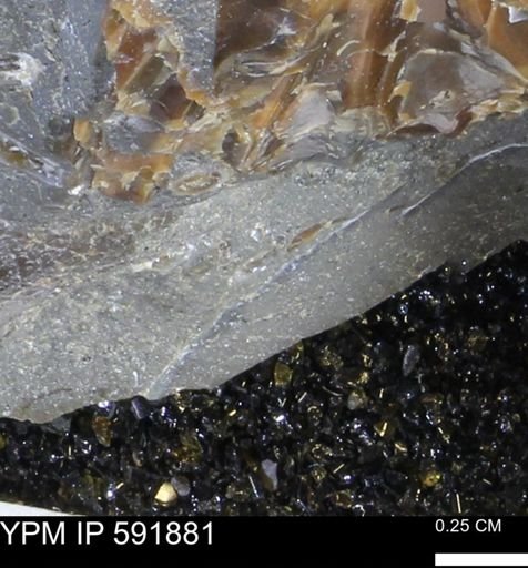 Mollusca