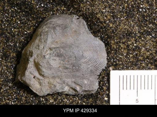 Modiomorpha sp.