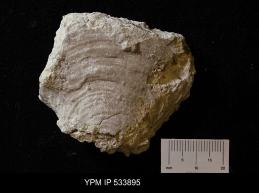 Lyttonia?