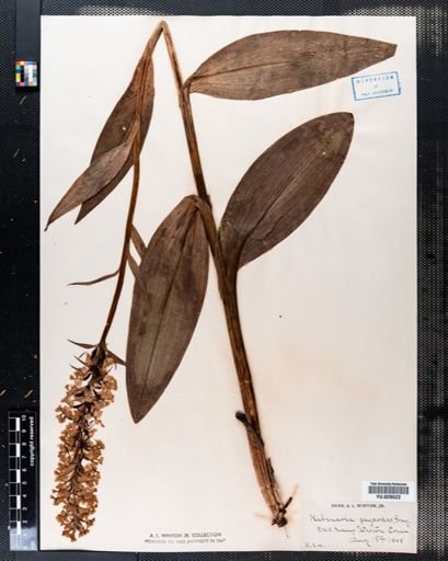 Habenaria psycodes