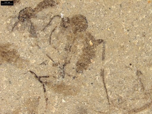 undet. Mycetophilidae