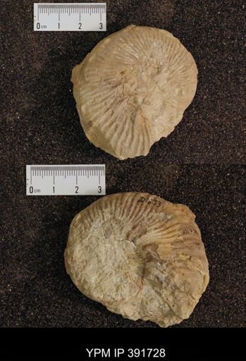 undet. Collignoniceratidae