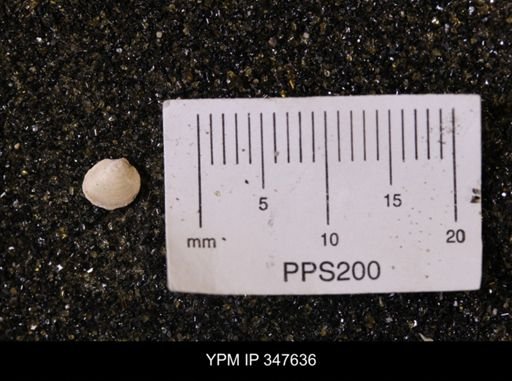 Limopsis striatopunctatus